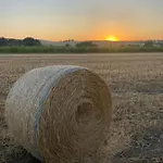 Alloggio per agriturismo Il Girasole Terzuolo