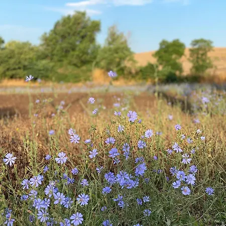 Il Girasole Terzuolo Agroturismo *